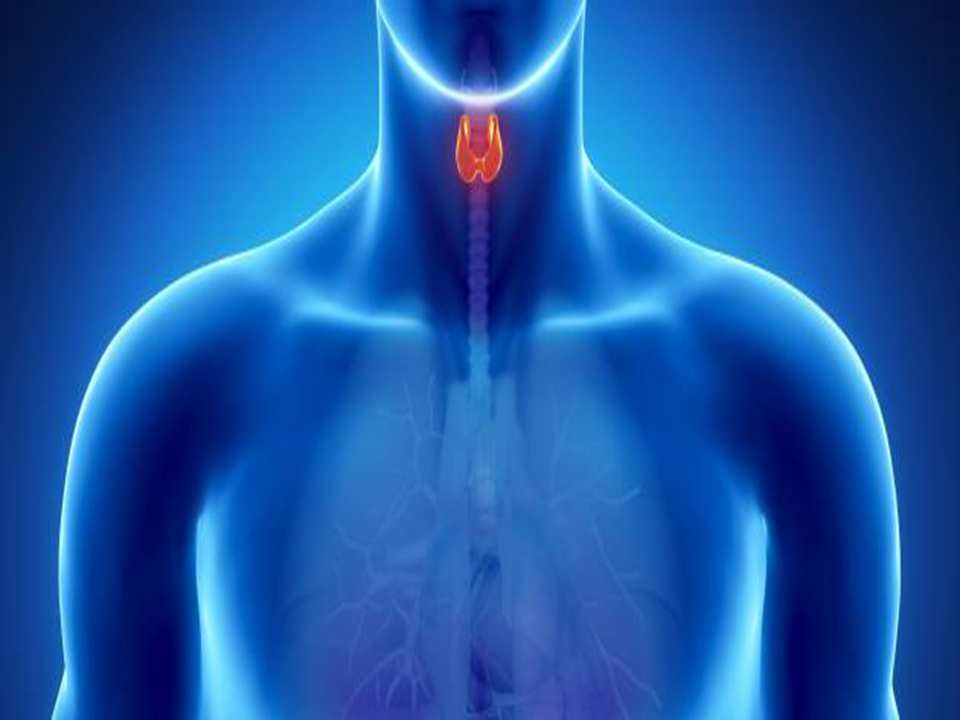تحليل وفحوصات الغدة الدرقية بمعامل الدكتور محمد خضر بكفر الشيخ
