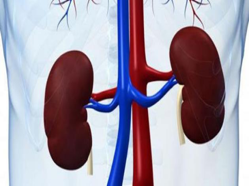 تحليل وفحوصات وظائف الكلي بمعامل الدكتور محمد خضر بكفر الشيخ